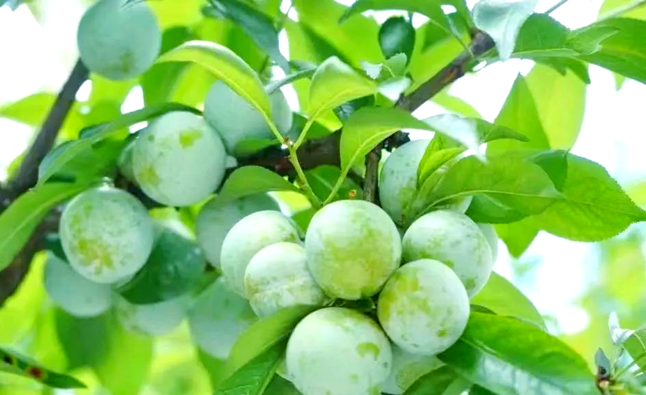 沿河空心李丰收:助力乡村振兴与市场拓展