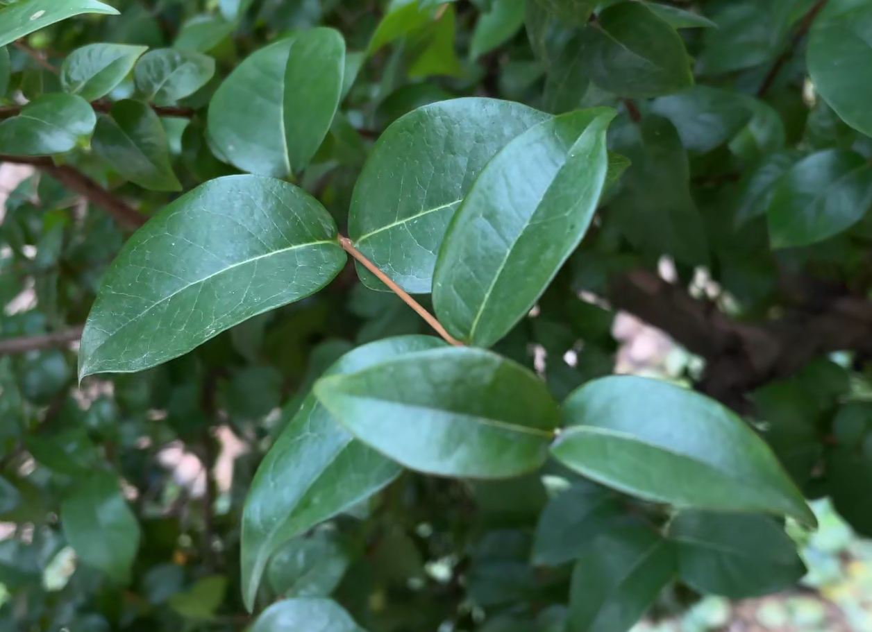 第一个要看它的树干, 树皮呈剥落状;第二个要看它的树叶,并且 叶子两