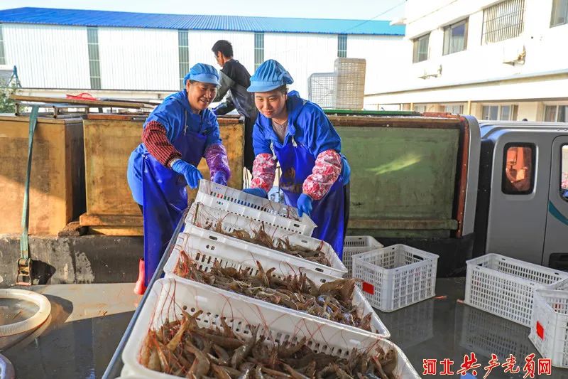 9月7日,唐山市滦南县柏各庄镇唐山江汇水产品有限公司生产车间里工人