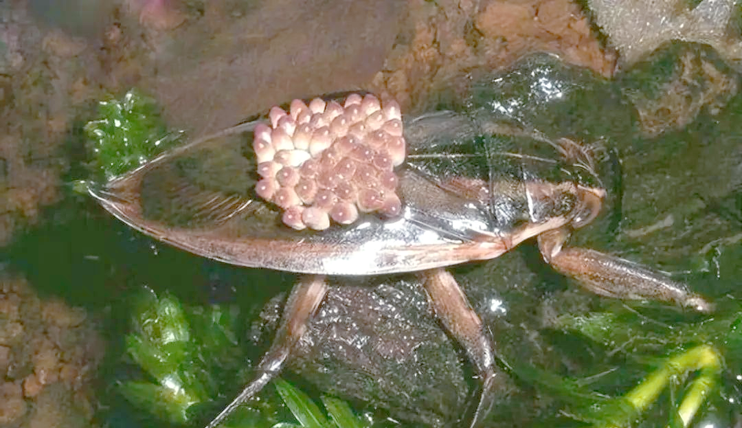田鳖:农田中的"恶霸",却成为人类餐桌上的美食
