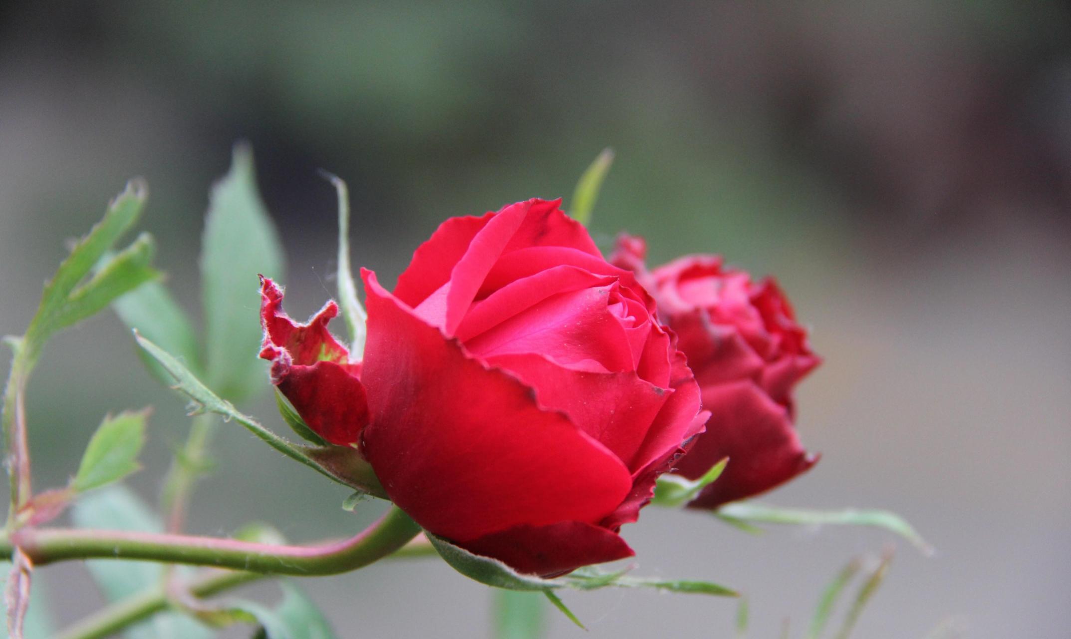 丹麦的"永远"系列月季我只养了两棵:蒙特卡洛和艾帕索.