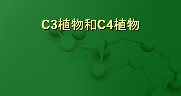 c3植物有哪些