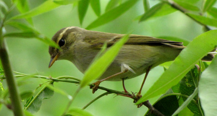 柳莺鸟的饲养方法