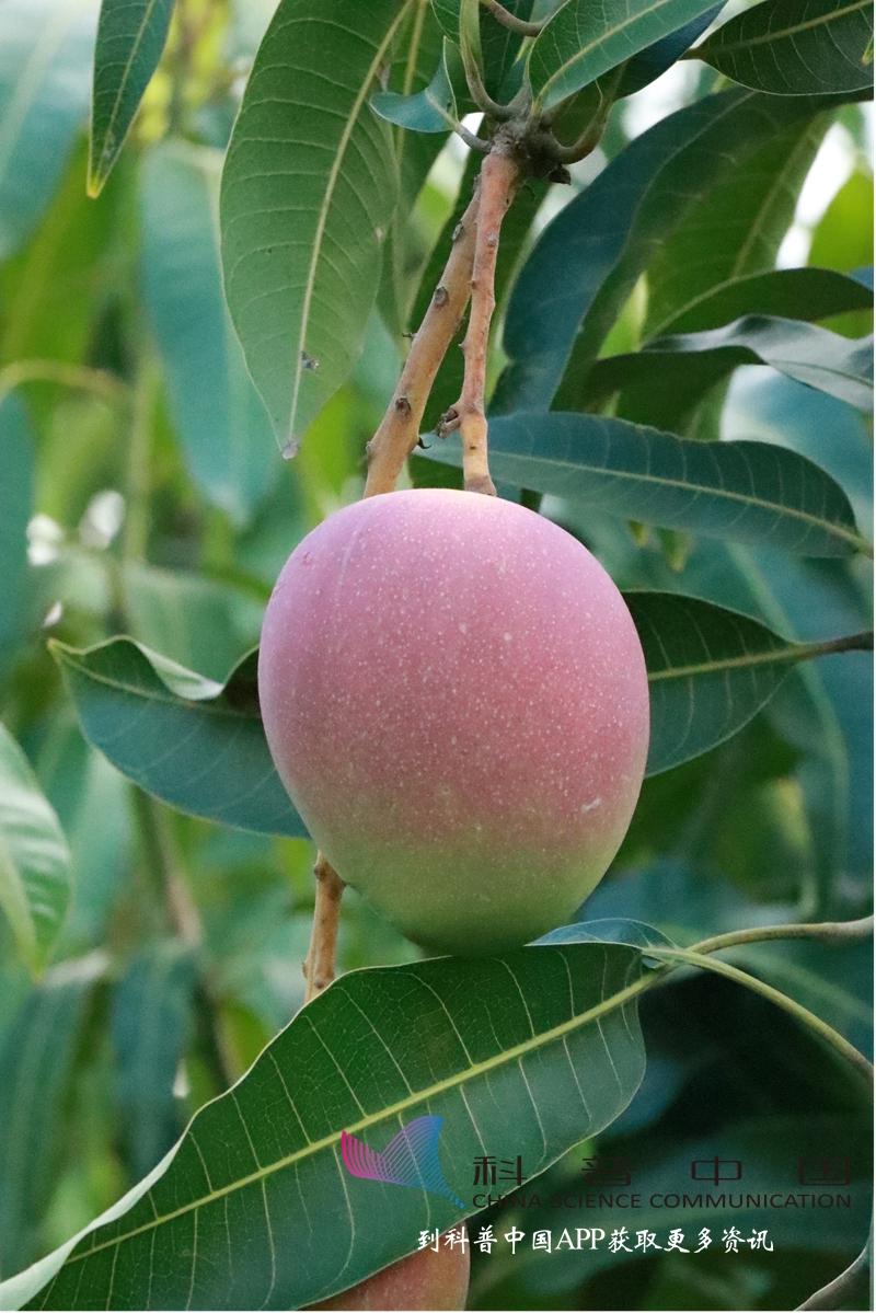 探索芒果界的璀璨之星：品种排名解析