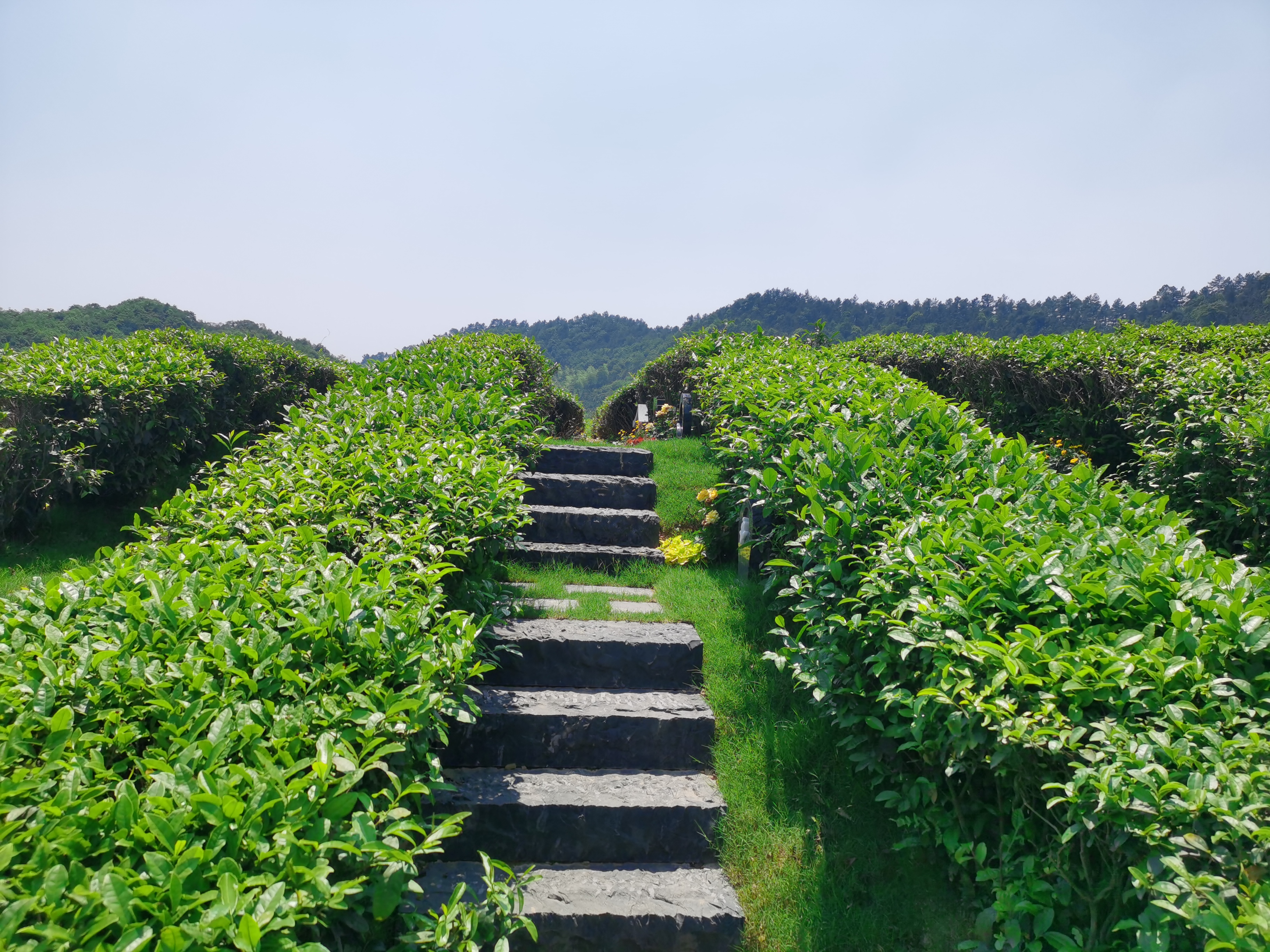 杭州径山竹茶园图片