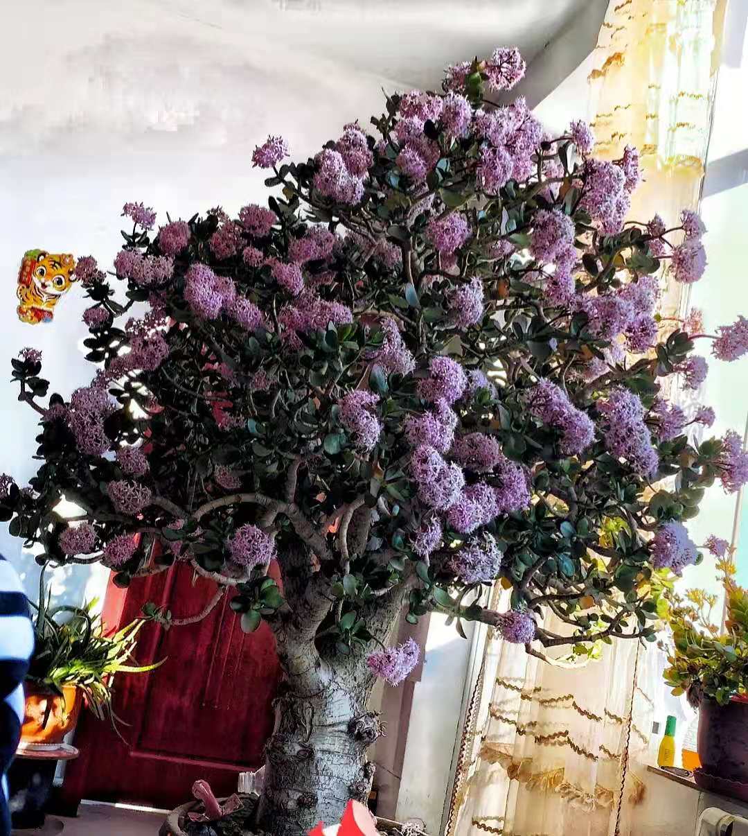 妈妈养了十八年的玉树开花了,那叫一个"花团锦簇",太厉害了