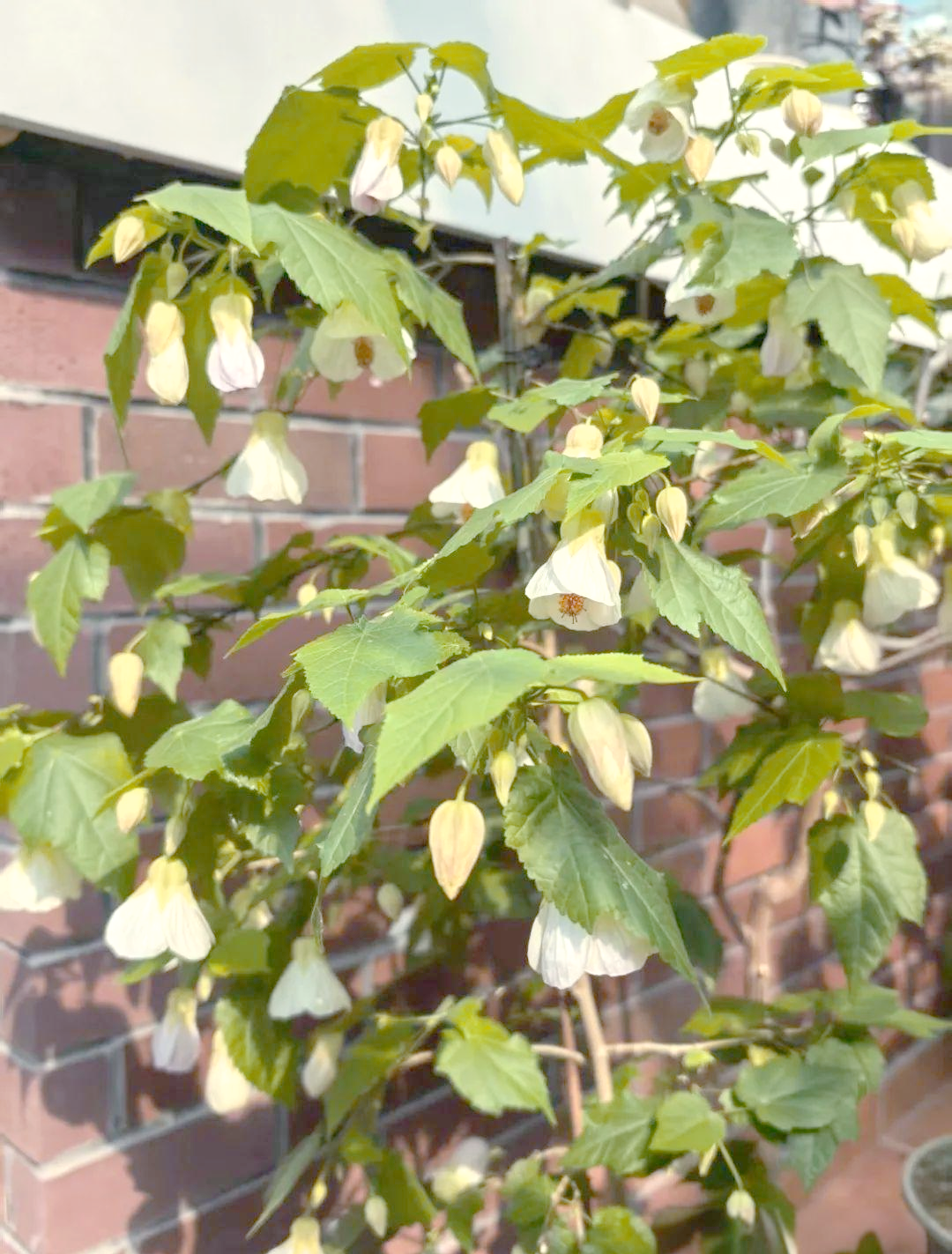 日本悬铃花:冬季室内养花的第三个选择