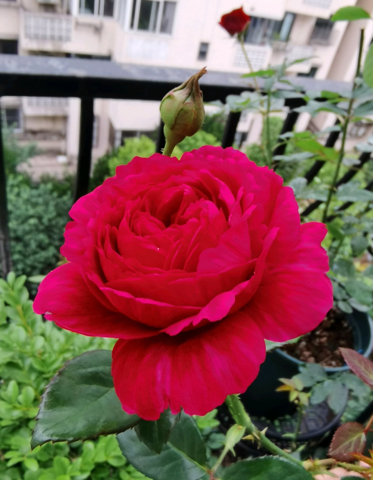 月季花"真彩230"—美若芍药,芳香幽远,丰花勤花,阳台也能养