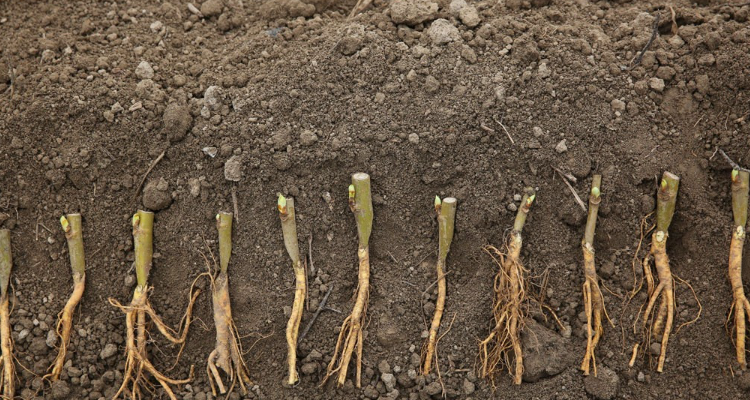 桑树嫁接时间和方法