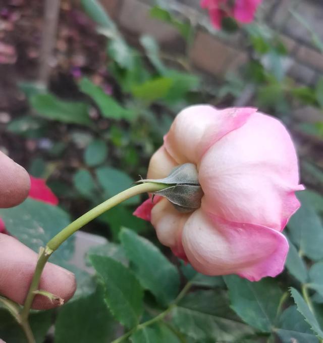 博斯科贝尔(boscobel)