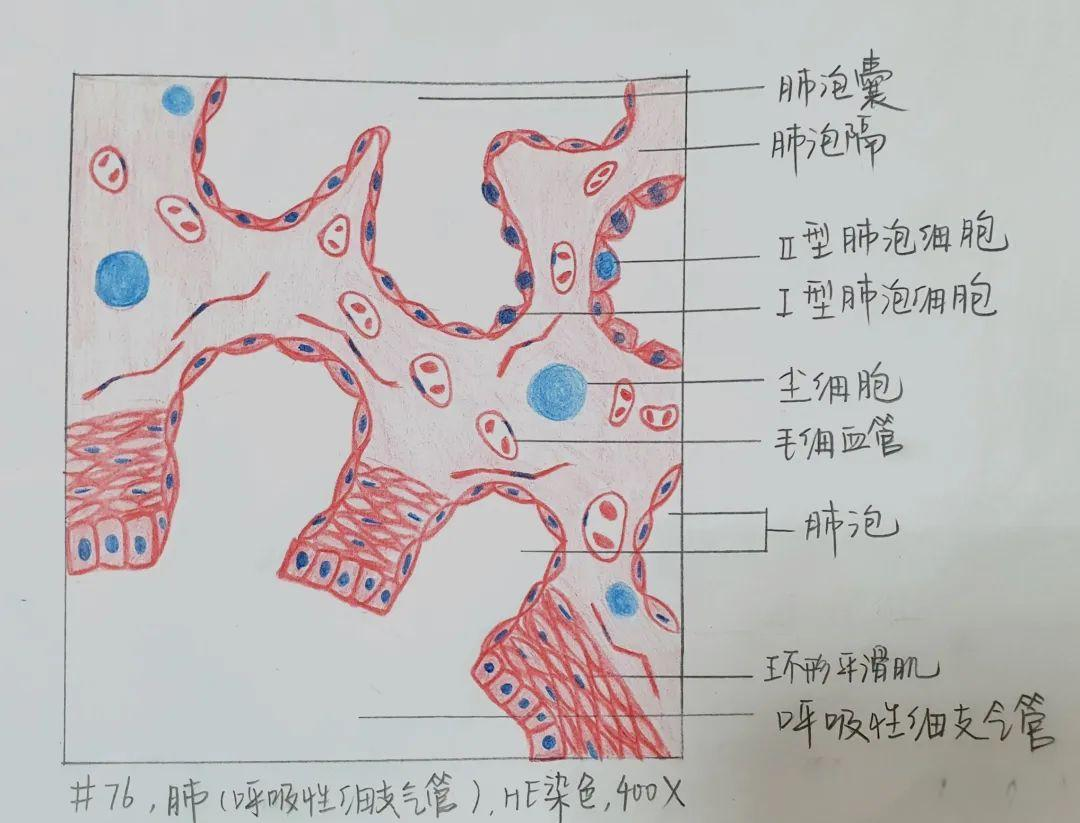 histology丨多种组织红蓝铅笔绘图