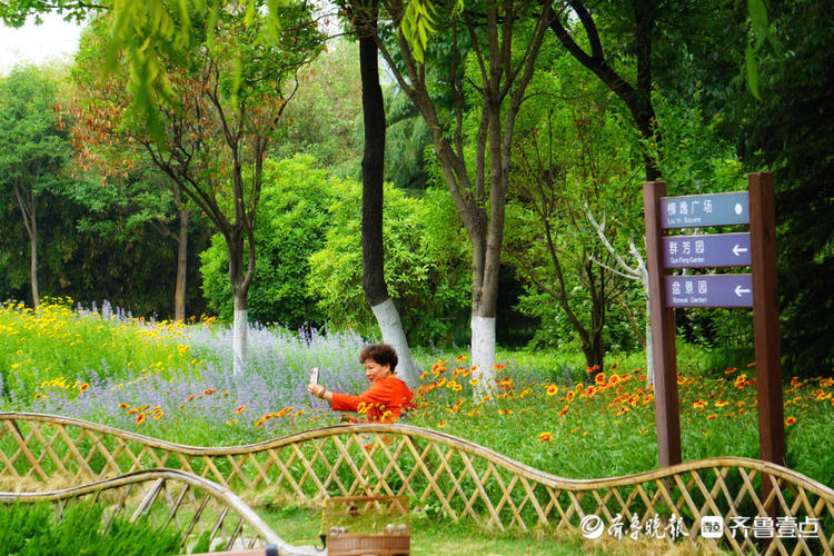 花开齐鲁|济南花圃公园天人菊绽放花姿优美,颜色艳丽令人醉