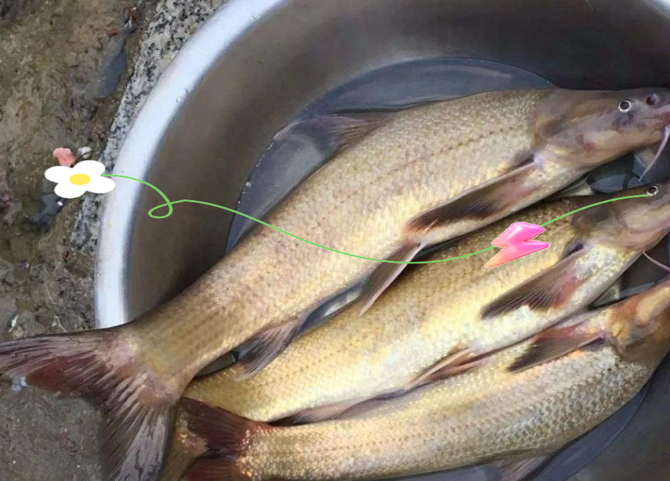 长江奇鱼水米子,钓鱼爱好者们的未解之谜