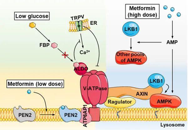 研究揭示药物二甲双胍的作用靶点及分子机制