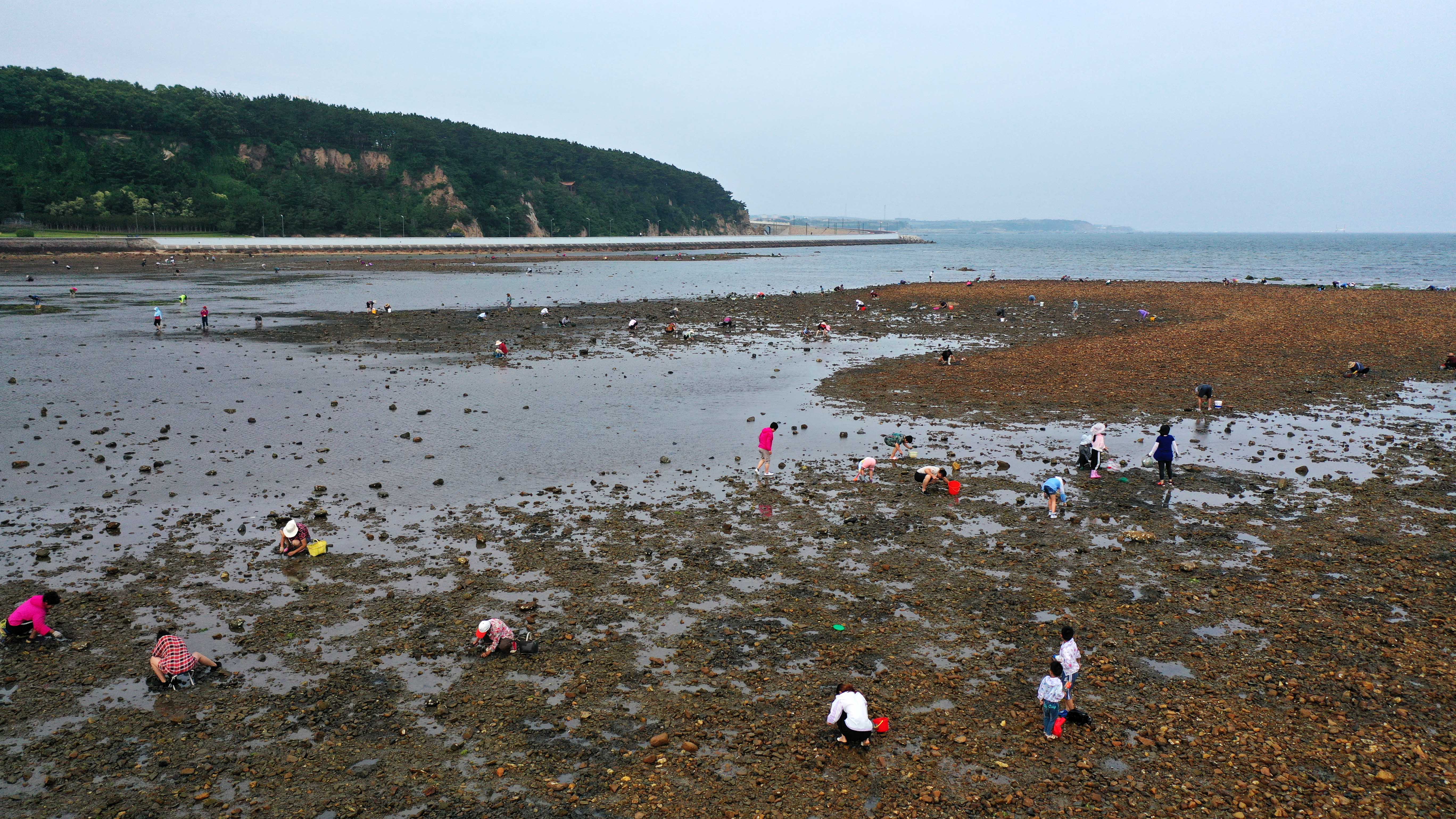 山东荣成:赶海寻"鲜"