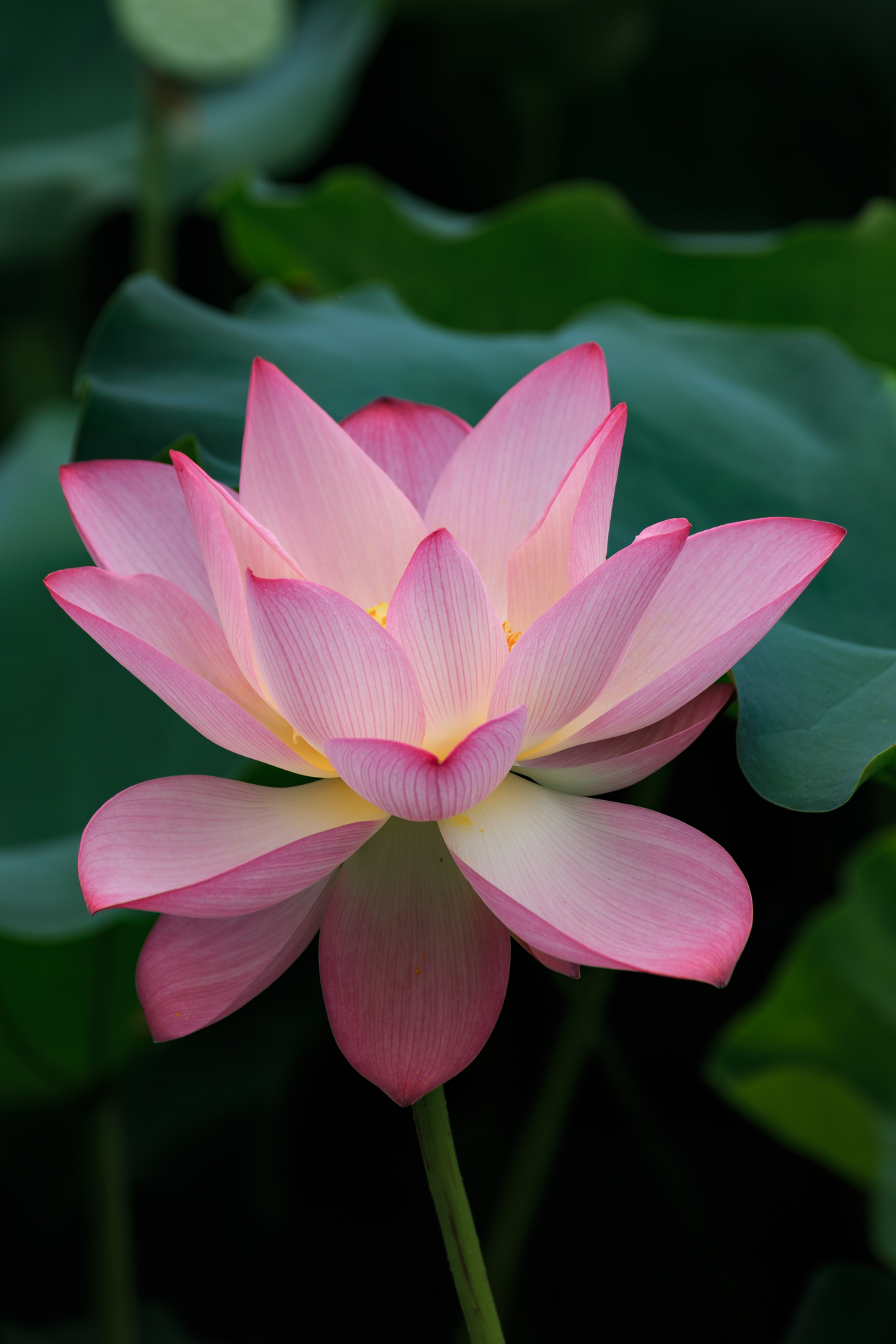 高清手机壁纸‖荷花-山有扶苏,隰有荷华