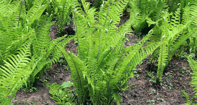 蕨根是什么样的植物