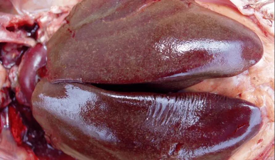 晨源生物养殖知识分享——浅谈家禽脾脏