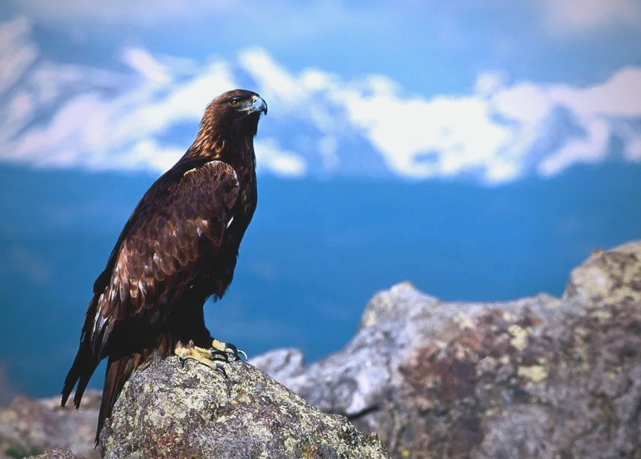 雄鹰:蓝天之王者,象征智慧与力量