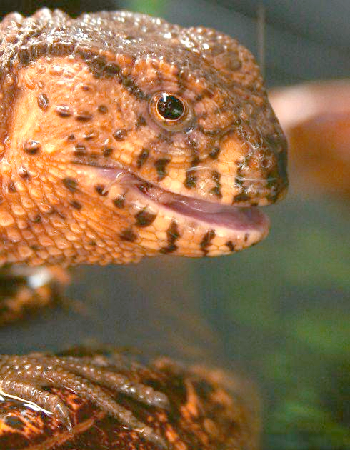 中国鳄蜥:从自然种群到濒危境地的蜕变