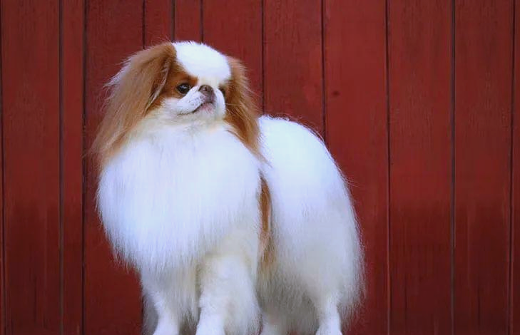 日本狆:探寻昔日皇家小猎犬的贵族气质