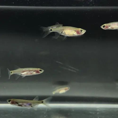 龙须灯鱼凶猛会咬小鱼