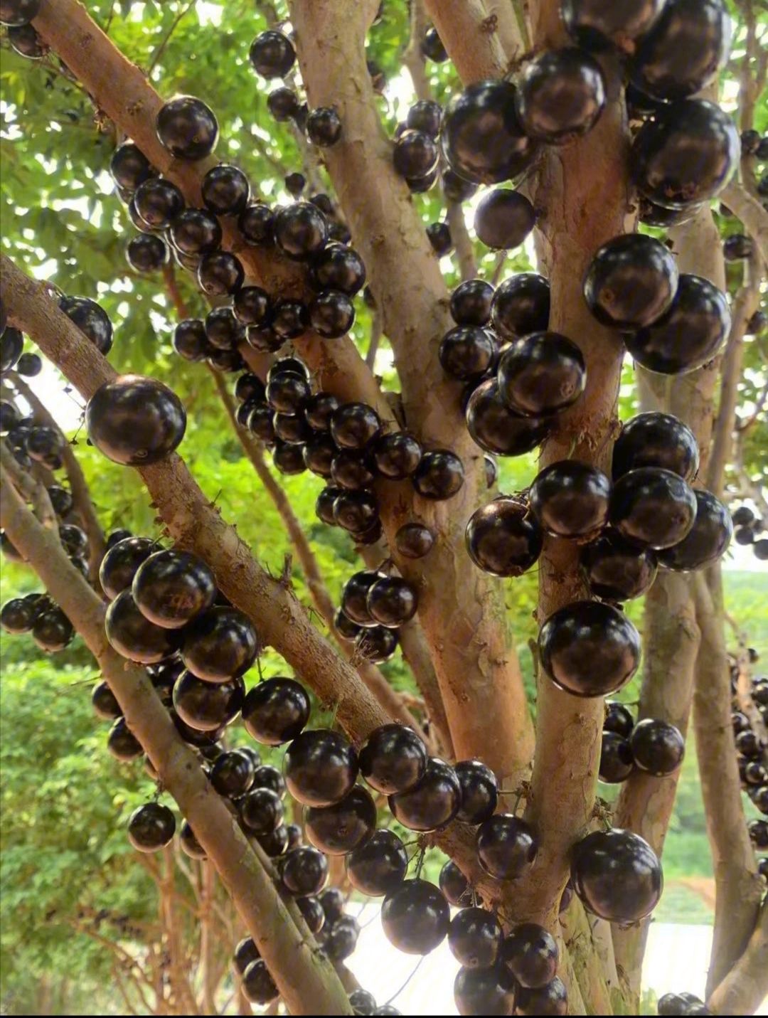 嘉宝果树苗真假对比,加多宝果树多少钱一棵