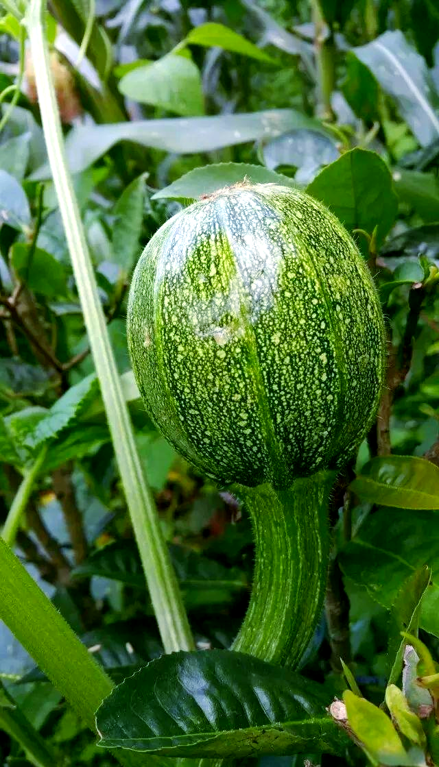 无量山独特美味食材