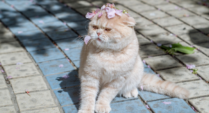 雀梅对猫有毒吗