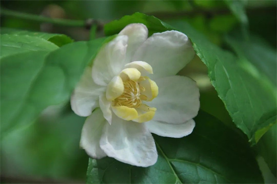 夏天也可以赏梅花?杭州植物园内的夏腊梅开啦