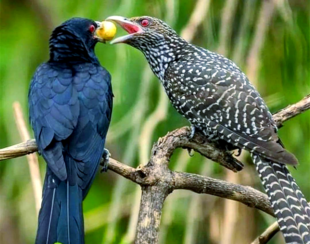 相较之下,雌噪鹃的声音要悦耳得多,偶尔发出小鸡般的"呷呷呷"声,远不