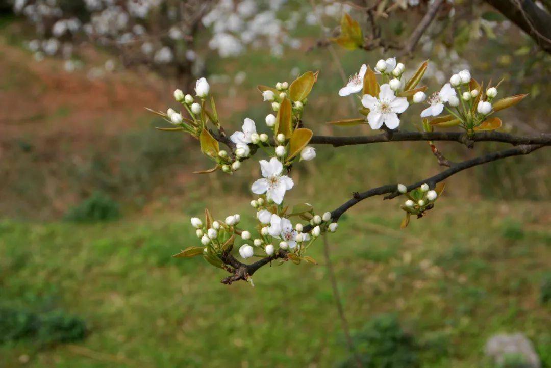【美丽四川】徜徉梨花溪‖田闻一