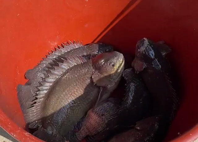 广东一野塘发现"巨型"过山鲫,足足1斤多,网友:"变异了"?