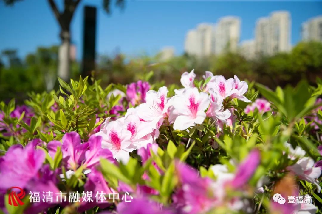 福清市市花图片