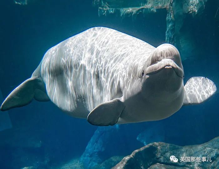 小动物们怀孕时都长什么样?