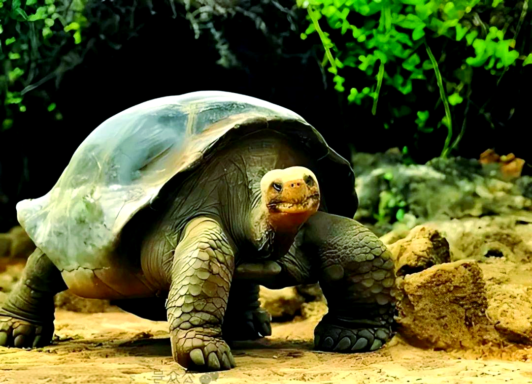 俗语"千年王八万年龟"的深层含义与下半句探秘