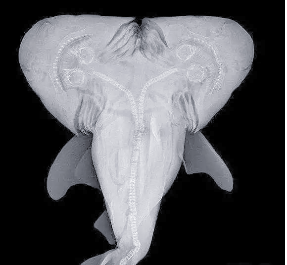 海洋中出现众多基因突变的双头鲨鱼现象