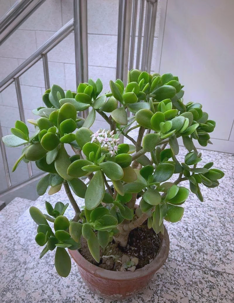 玉树:景天科的多肉植物,寓意长寿与繁荣