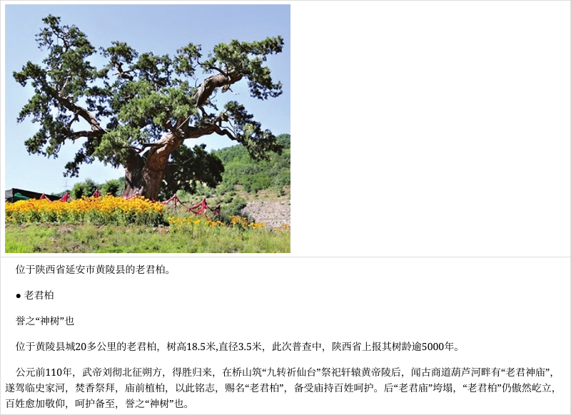 5株5000岁古树为何都在陕西