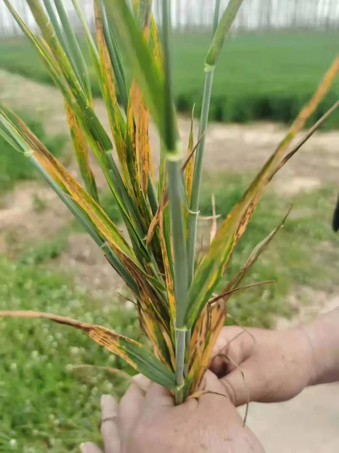 罕闻小麦细条病?