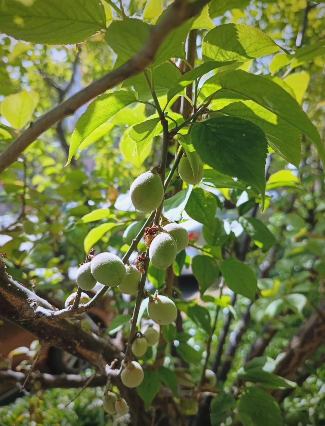 乌梅及相关中药的多样性与应用概述