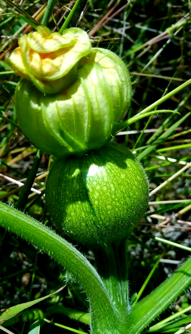 无量山独特美味食材