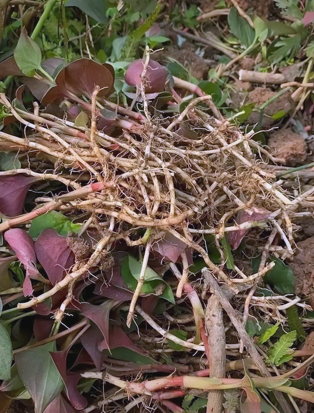 折耳根野菜:花盆种植与凉拌美味两相宜