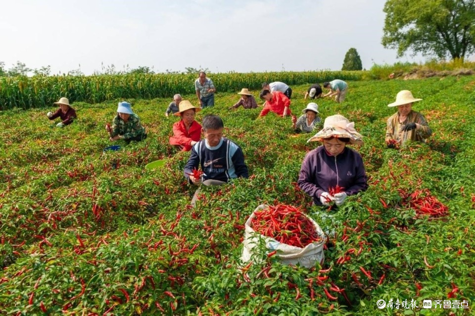 乐陵市杨安镇:擦亮特色产业"金招牌",共创乡村振兴新"味"来