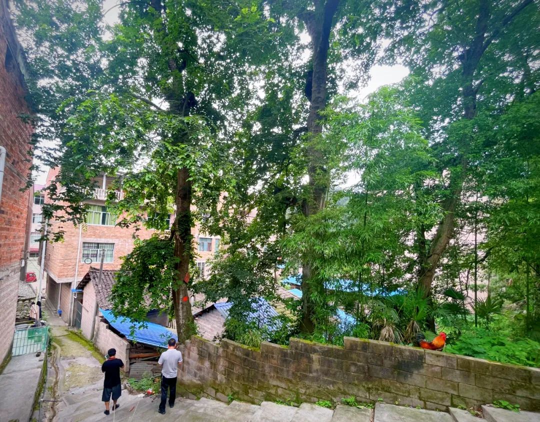 镇远县:金堡镇开展古树名木保护宣传工作