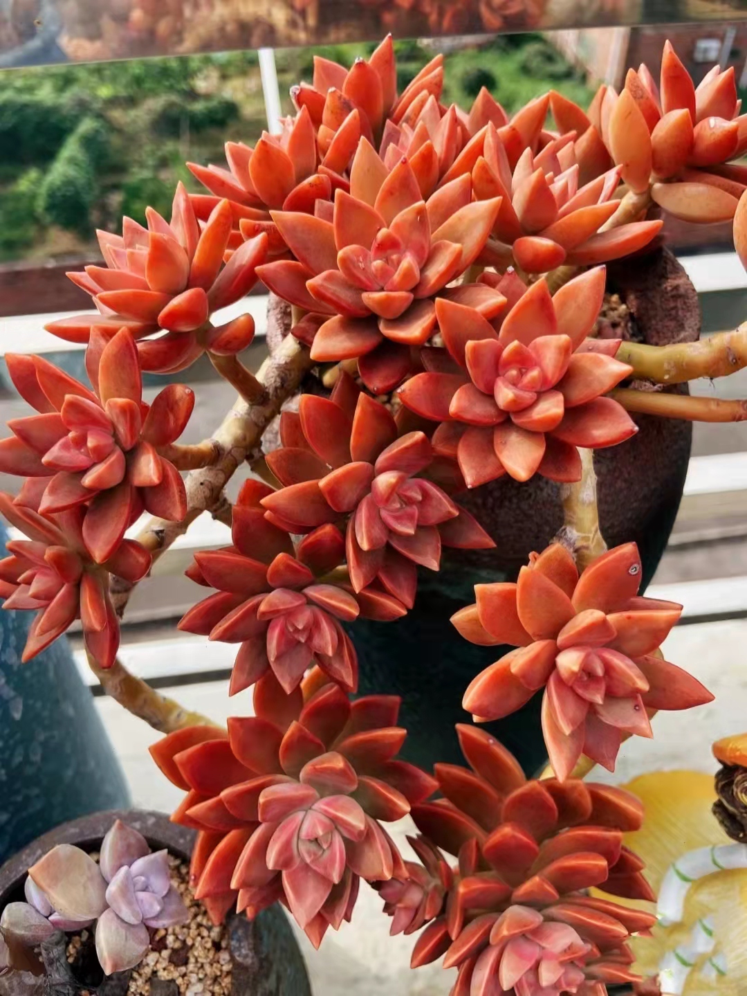 广州南沙网友养的"铭月"多肉大老桩,这颜色狠狠惊艳了我