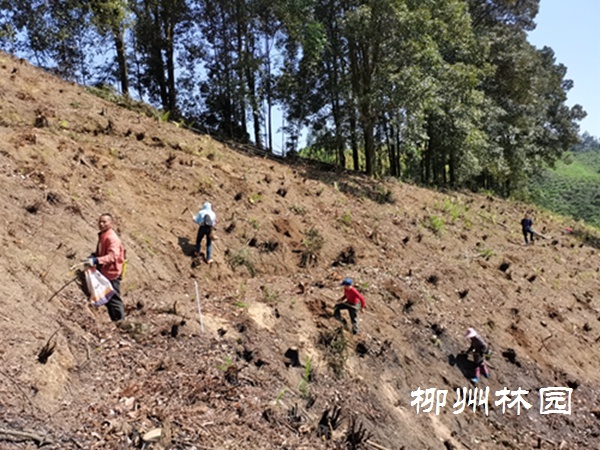 湖南山苍子种植基地图片