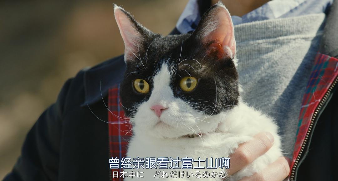 连猛男也被融化,4部日本猫咪题材日剧,每一部都能融化你的心.