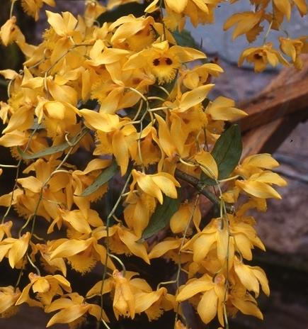 花姿摇曳的草本精灵——金耳石斛