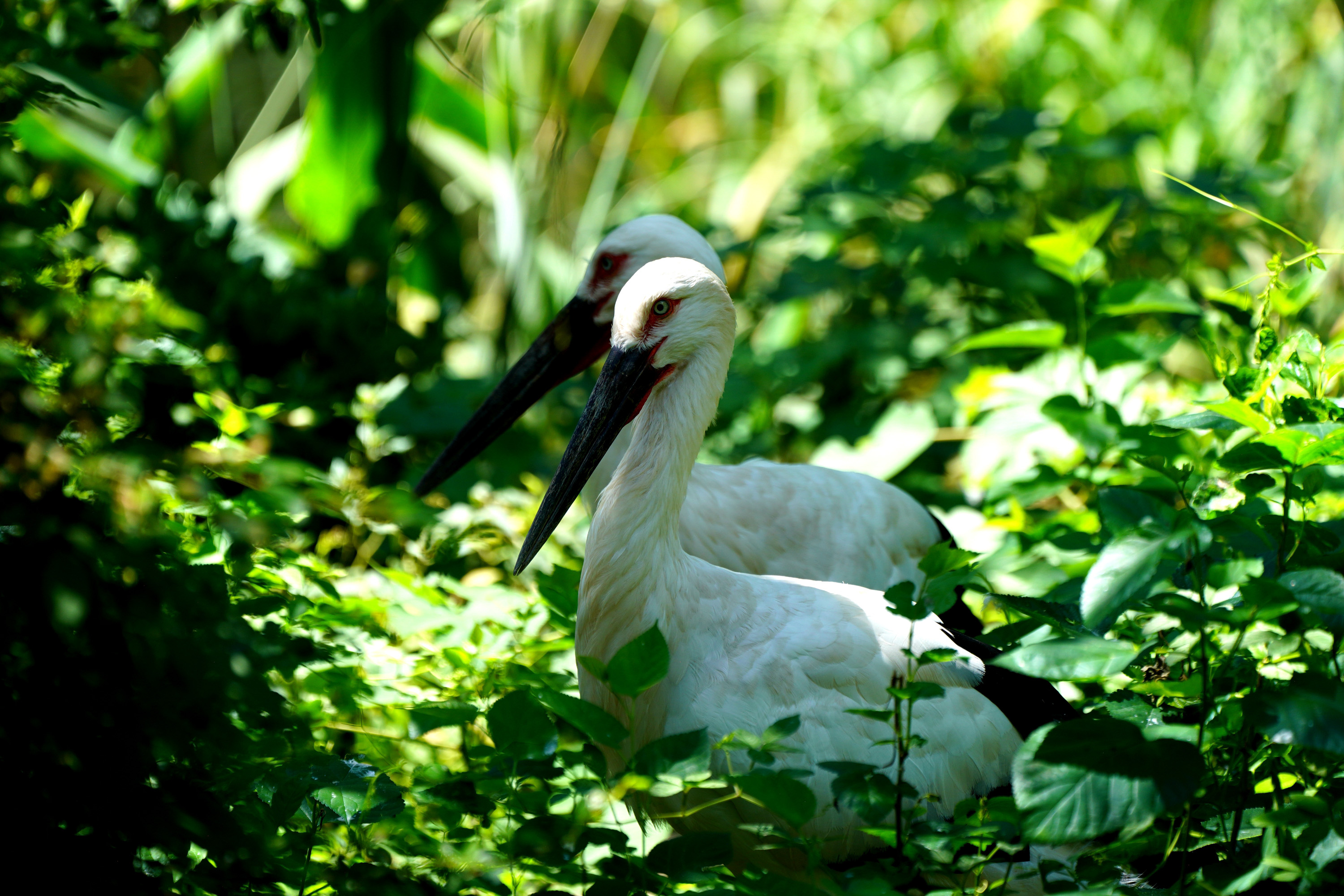 炎炎夏日,它们也拥有了冰镇西瓜的快乐